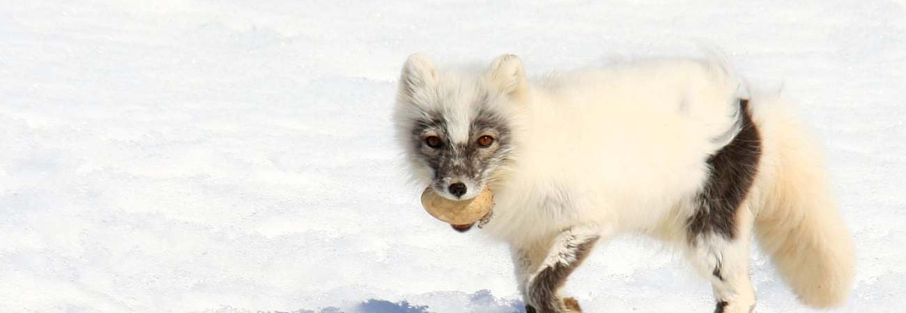 Foto: PolarQuest